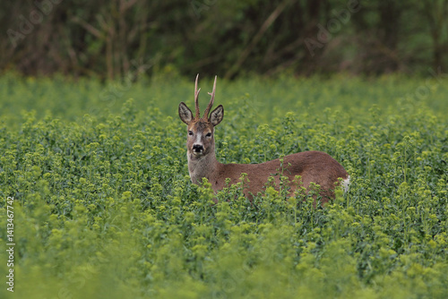 Obraz na płótnie Sarna europejska (Capreolus capreolus) roe deer w salonie
