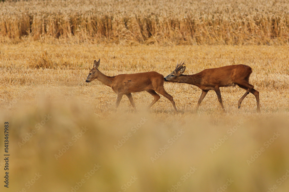 Sarna europejska (Capreolus capreolus) roe deer