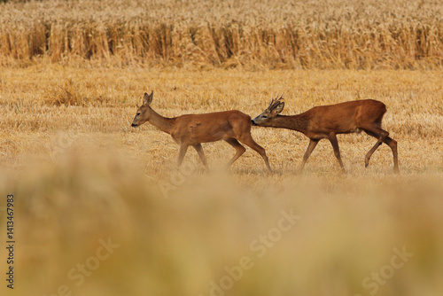 Obraz na płótnie Sarna europejska (Capreolus capreolus) roe deer w salonie