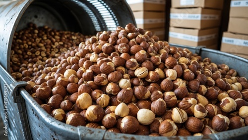 Hazelnuts with shells in the machine for peeling and blanching