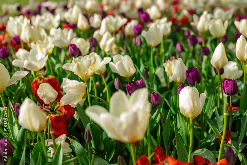Close-up of field of tulips in full bloom, petals spread wide, vibrant colors standing out against green foliage. petals of white, yellow, and red. background blurred, making tulips the focal point.