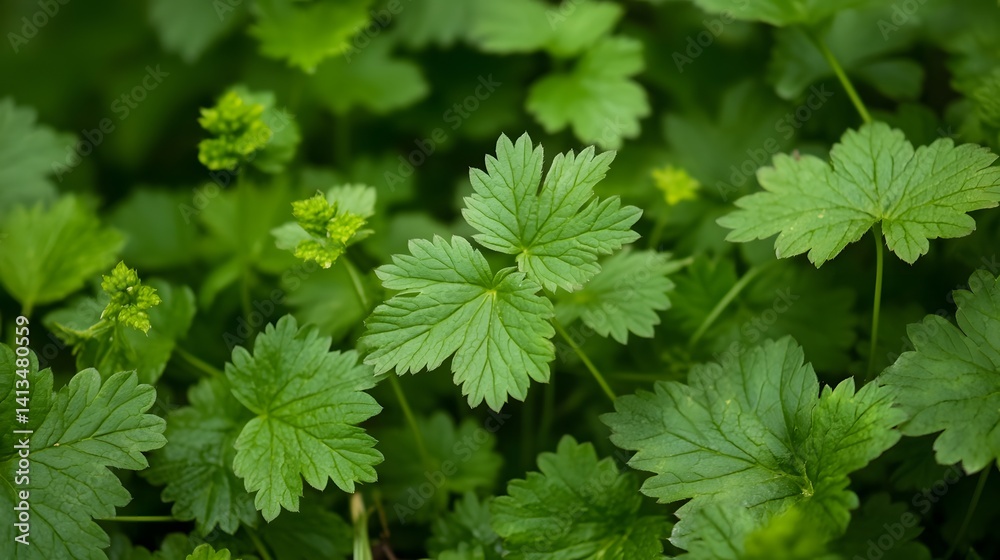 Vibrant Green Leaf Closeup Lush Foliage Nature Photography Vibrant Green Leaf Closeup Lush Foliage Nature Photography