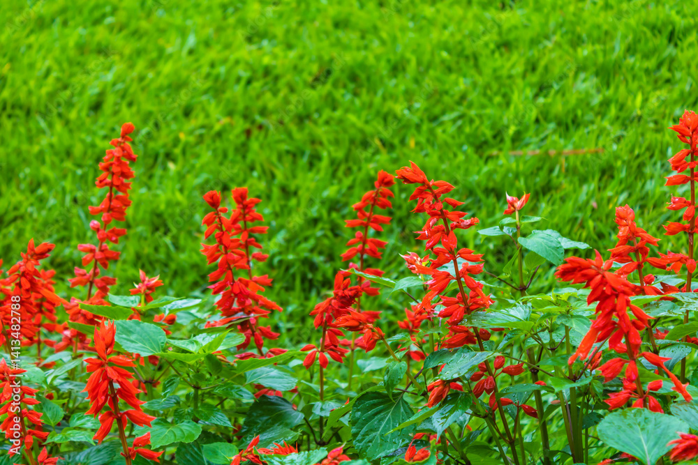 Red flowers on a green grass background, Royal Botanic Gardens, Peradeniya, Kandy, Sri Lanka Red flowers on a green grass background, Royal Botanic Gardens, Peradeniya, Kandy, Sri Lanka
