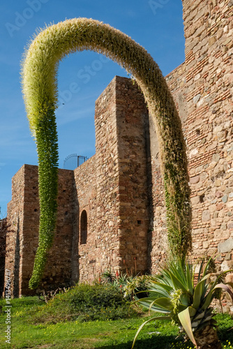 Malaga, Spain. Ancient Alcazaba in Malaga which was built by the Moors. Agave Attenuata plant.