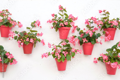 Marbella, Spain. Pink potted geraniums