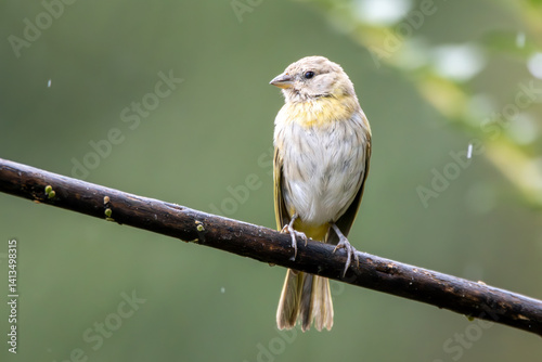 A female of Saffron Finch also known as Canario or Chirigue Azafranado under rain. Species Sicalis flaveola. Birdwatcher. bird lover. Birding. Yellowbird