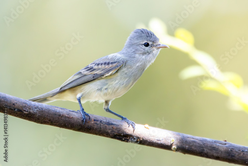 A Southern Beardless-Tyrannulet also know as Risadinha perched on the branch. Species Camptostoma obsoletum. Birdwatching. Birding. Bird lover