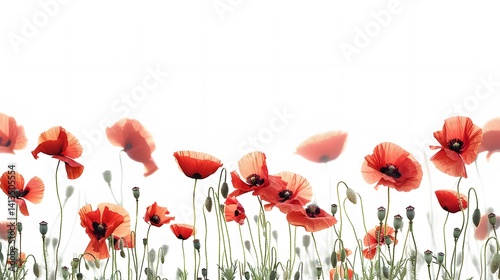 Vibrant Red Poppy Flowers Abstract Background on Isolated White Setting