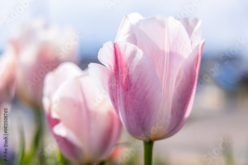 Amble, Morpeth, Northumberland, England. Purple tulips in the sun.