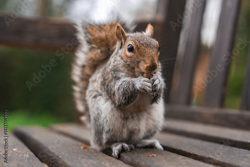 Obraz na płótnie A gray squirrel with detailed fur sits on a wooden bench, holding food. Its bushy tail is visible, with blurred greenery in the background suggesting a park. w salonie