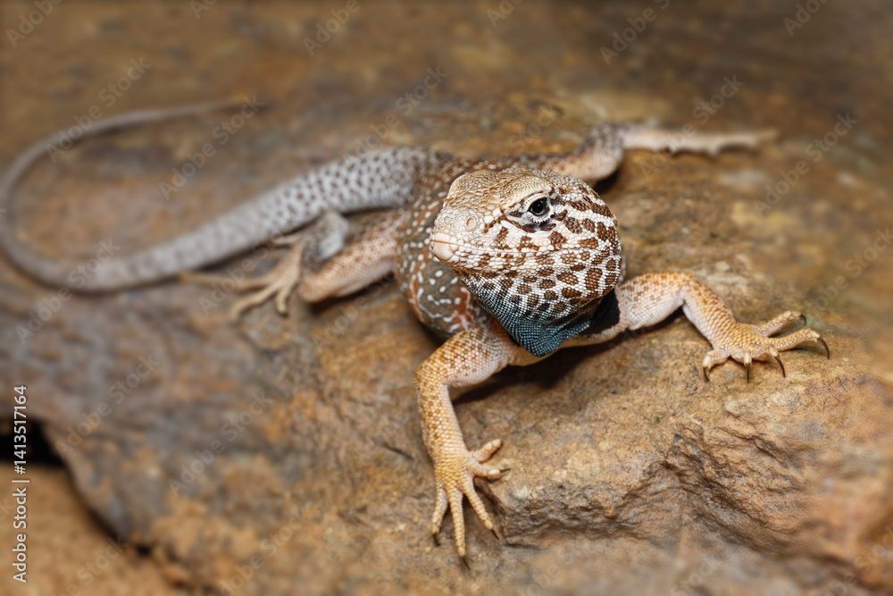 Naklejka premium Common collared lizard.