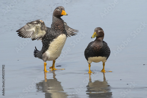 Falkland Islands. A male Falkland steamer duck flaps its small wings next to a female.