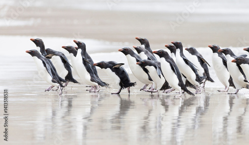 Falkland Islands. A group of rockhopper penguins walks towards the ocean.