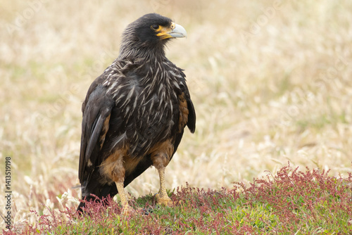 Falkland Islands. Portrait of a striated caracara adult.