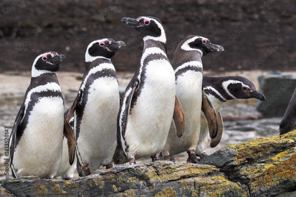 Fototapeta premium Falkland Islands. A group of Magellanic penguins stand together on the rocks.