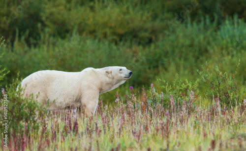Polar bear pauses for a moment to sniff the air near Hudson Bay