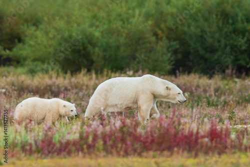 Photos Polar bear sow with cub exploring an inlet stream to the Hudson Bay, Northern Manitoba, Canada