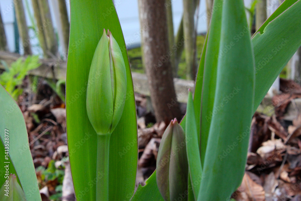 Obraz premium Tulip Green Bud 03