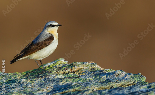 Northern wheatear at home in the arctic tundra habitat of the Seward Peninsula, Alaska