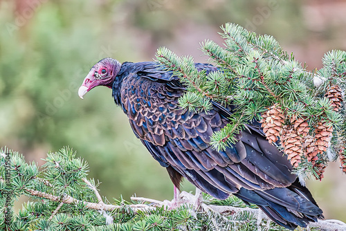 Adult turkey vulture in Mesa Verde National Park photo