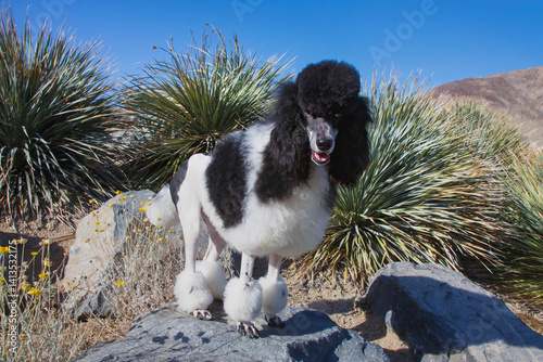 Parti poodle photo