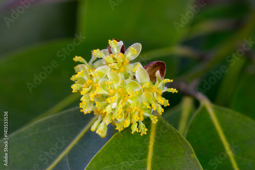 Bay Laurel Blossom Florets 02