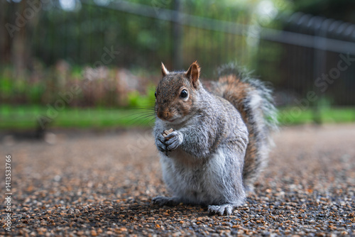 Obraz na płótnie A gray squirrel holds food on a gravel path in a park. Blurred greenery and a metal fence are visible in the background, suggesting a serene setting. w salonie