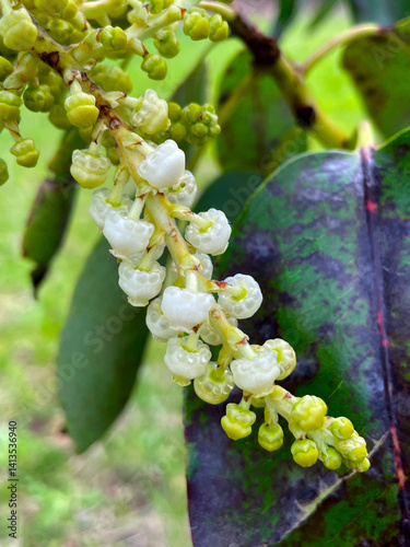 Madrone Blossom Buds 03