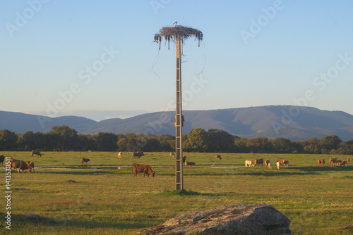 Stork in nest on old electricity pole with cattle grazing in the field