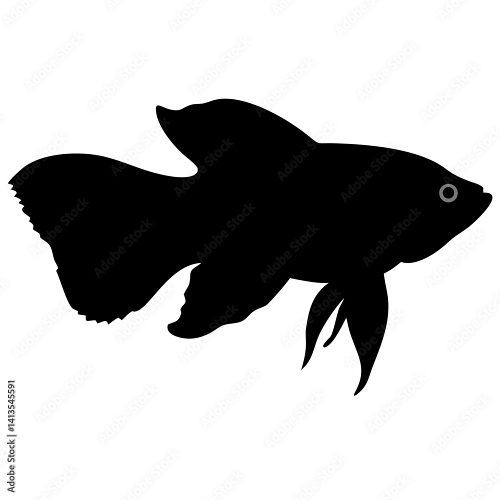 betta fish isolated on white background betta fish isolated on white background