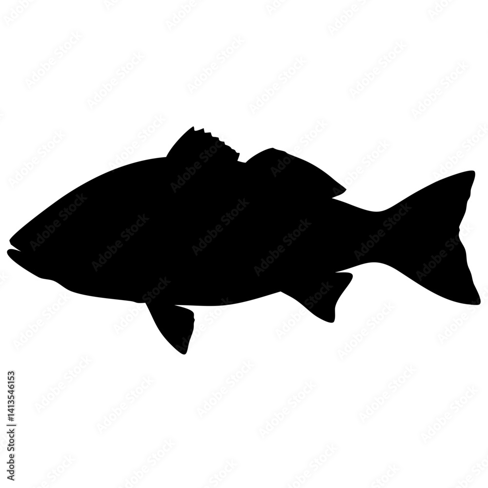 seabass fish isolated on white background