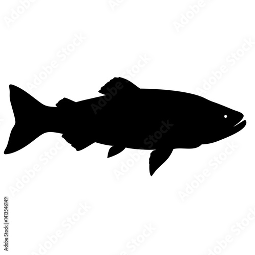 seabass fish isolated on white background