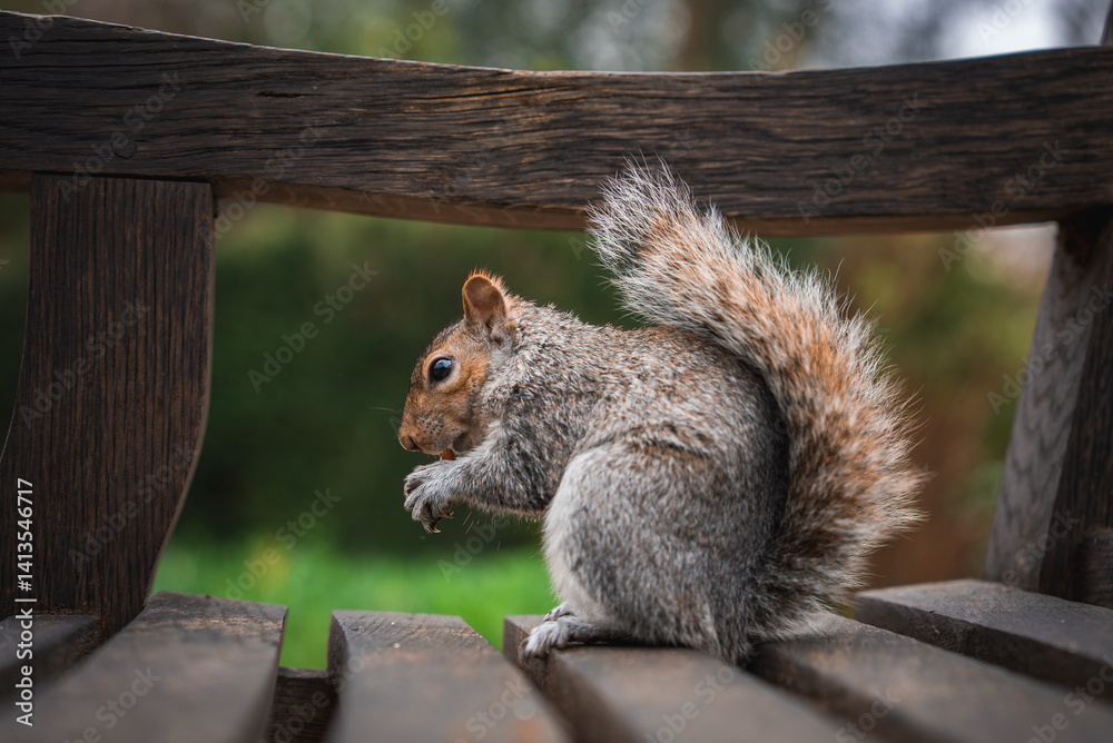 A gray squirrel sits on a wooden bench in a park, holding food in its paws. The blurred green background highlights the natural surroundings in London.