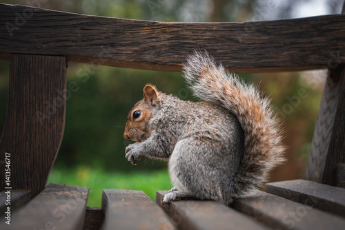 Obraz na płótnie A gray squirrel sits on a wooden bench in a park, holding food in its paws. The blurred green background highlights the natural surroundings in London. w salonie