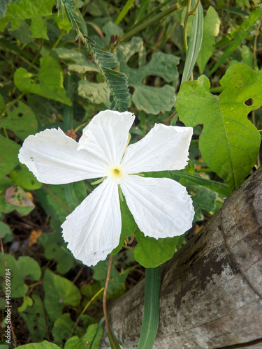 The white Thunbergia fragrans flowers bloom wildly and in bud, creeping along the roadside, creating a beautiful sight.