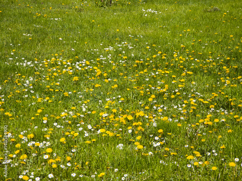 Obraz na płótnie Spring Landscape of South Park in city of Sofia, Bulgaria w salonie