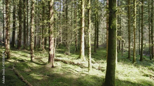 drone slowly flying backwards to show pine trees and sun rays in Vosges forest on a sunny spring day