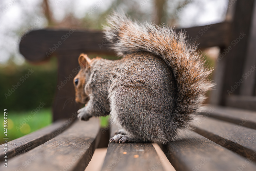 A close up view of a gray squirrel with a bushy tail on a wooden bench, set against a blurred background of greenery and trees in a London park.