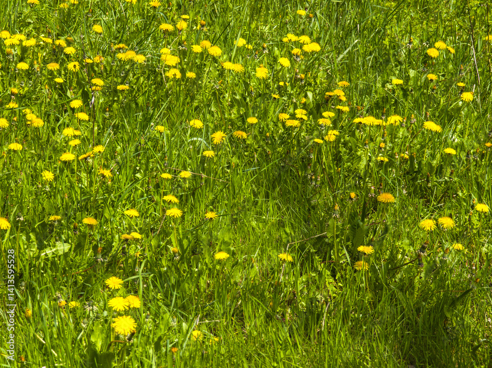Spring Landscape of South Park in city of Sofia, Bulgaria