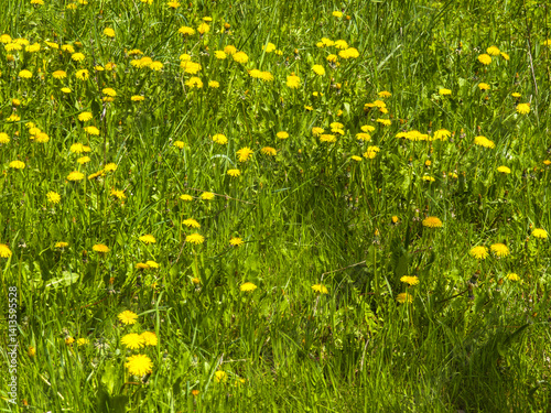 Obraz na płótnie Spring Landscape of South Park in city of Sofia, Bulgaria w salonie