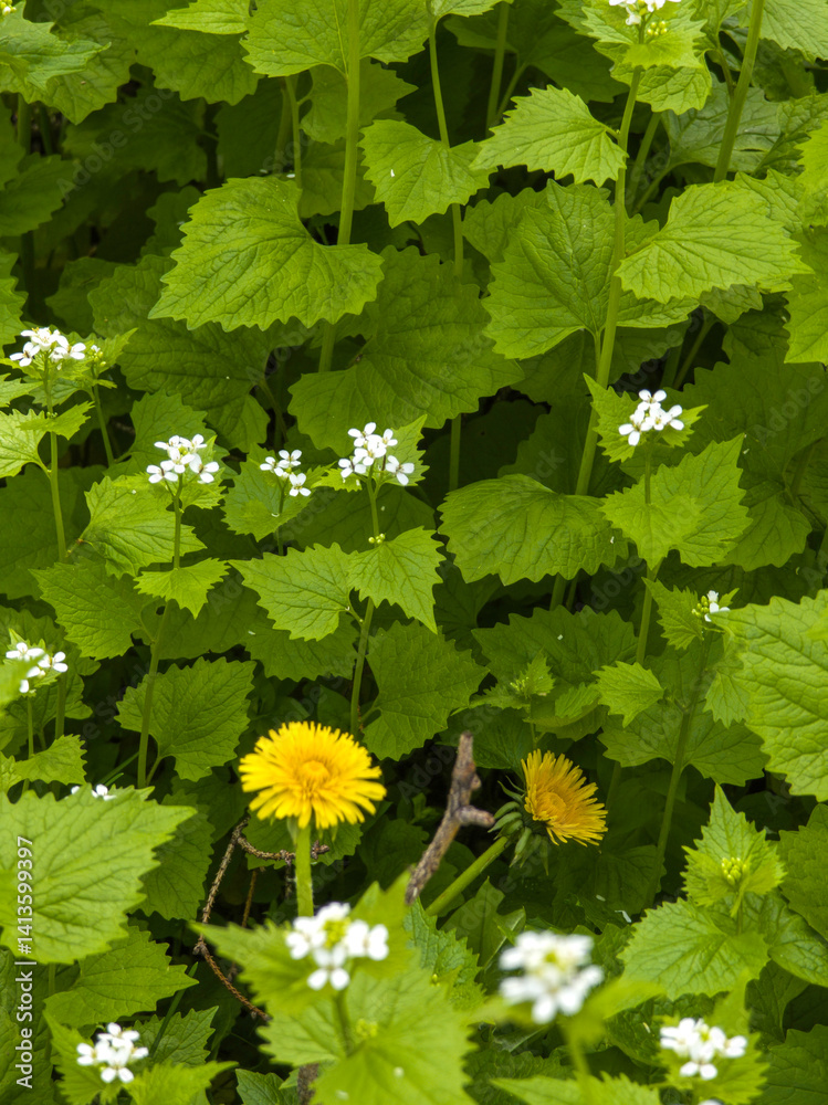 Spring Landscape of South Park in city of Sofia, Bulgaria