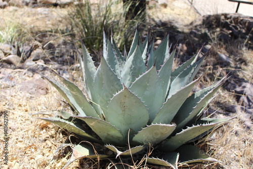 Harvard century agave plant closeup on the Davis Mountains Scenic Loop in West Texas