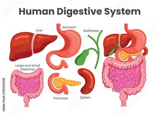 Human digestive system chart clipart set. Digestive system body organ drawing detailed clip art like liver, stomach, intestine, pancreas and spleen collection infographic parts diagram vector 