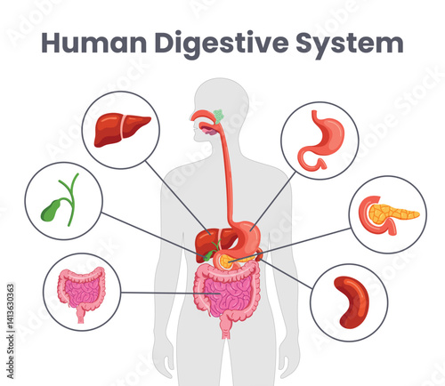 Human digestive system chart clipart. Digestive system drawing clip art infographic diagram of internal body organ for elementary and secondary science visual design vector illustration. 
