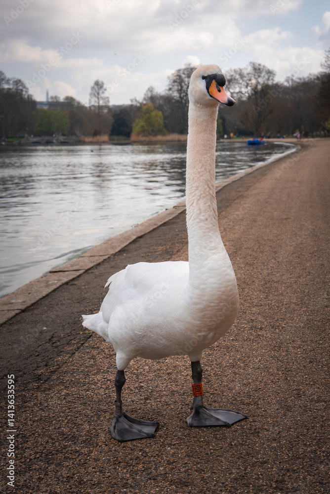 A swan with a leg band stands on a paved pathway near a calm lake in a park. Sparse trees and a cloudy sky suggest early spring or late autumn.