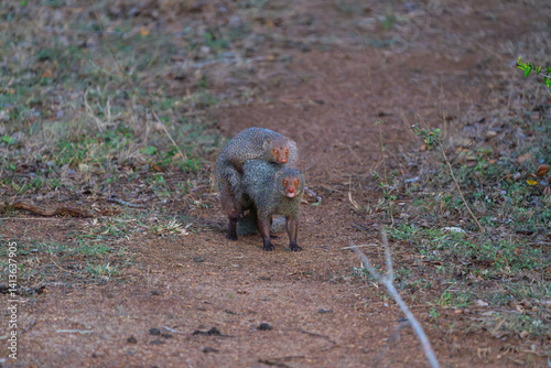 Mating Mongoose or Herpestes smithii
