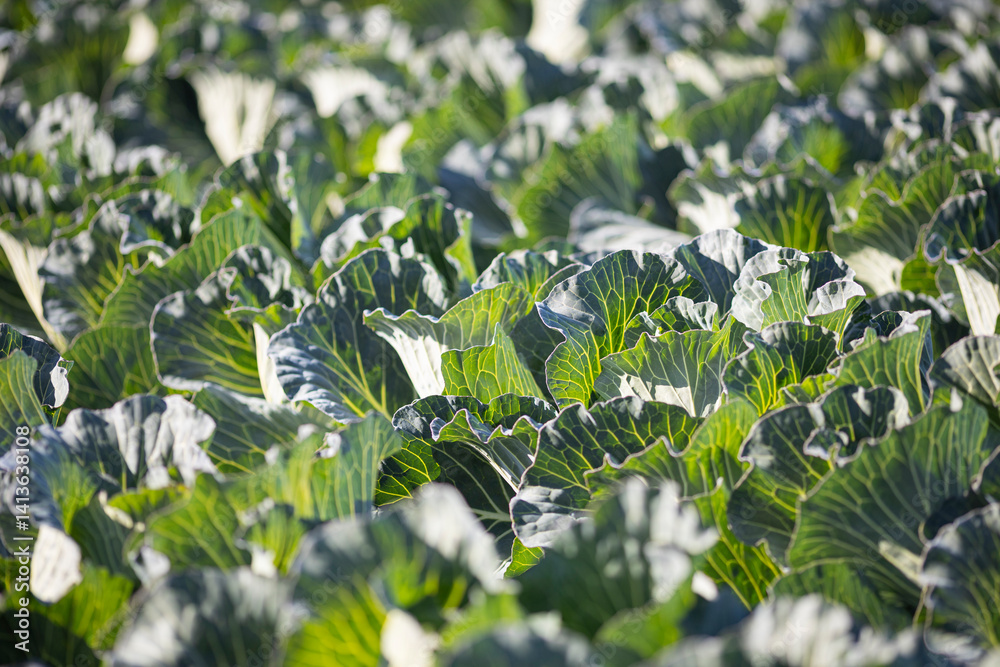 Obraz premium 畑で栽培されているキャベツ
