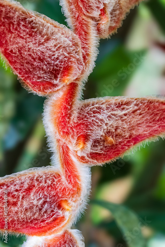Macro image of a vibrant red Heliconia flower with soft, fuzzy texture and tropical background. Close-up showcases the plant’s unique structure and rich detail.