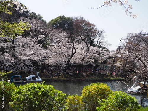 the beautiful cherry blossom in Inokashira onashi park in Japan
