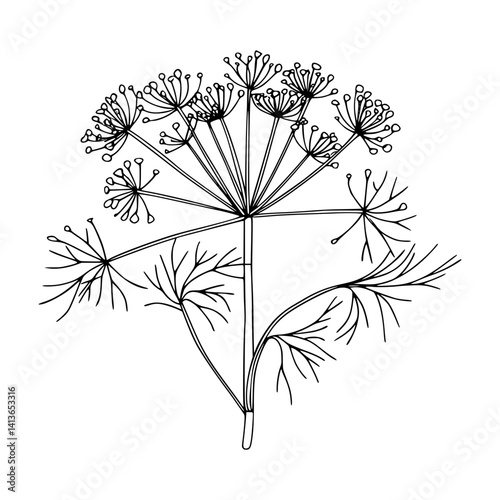 Anise Flower Line Art Illustration